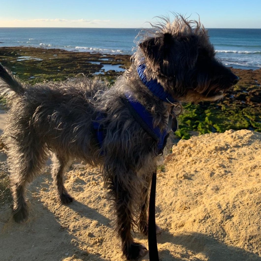 Buster - Rescued in Portugal